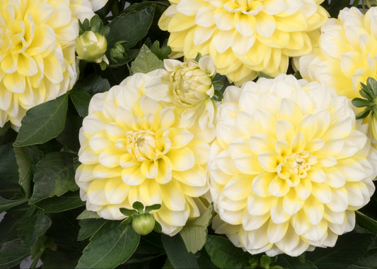 Hypnotica Lemon Swirl Dahlia