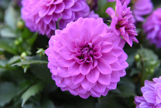 Hypnotica Lavender Dahlia