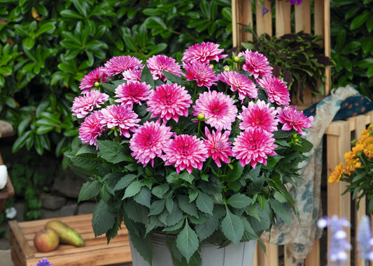 Hypnotica Electric Pink Dahlia