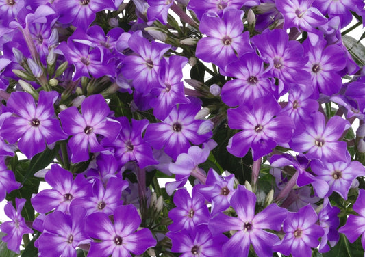Early Purple Garden Phlox