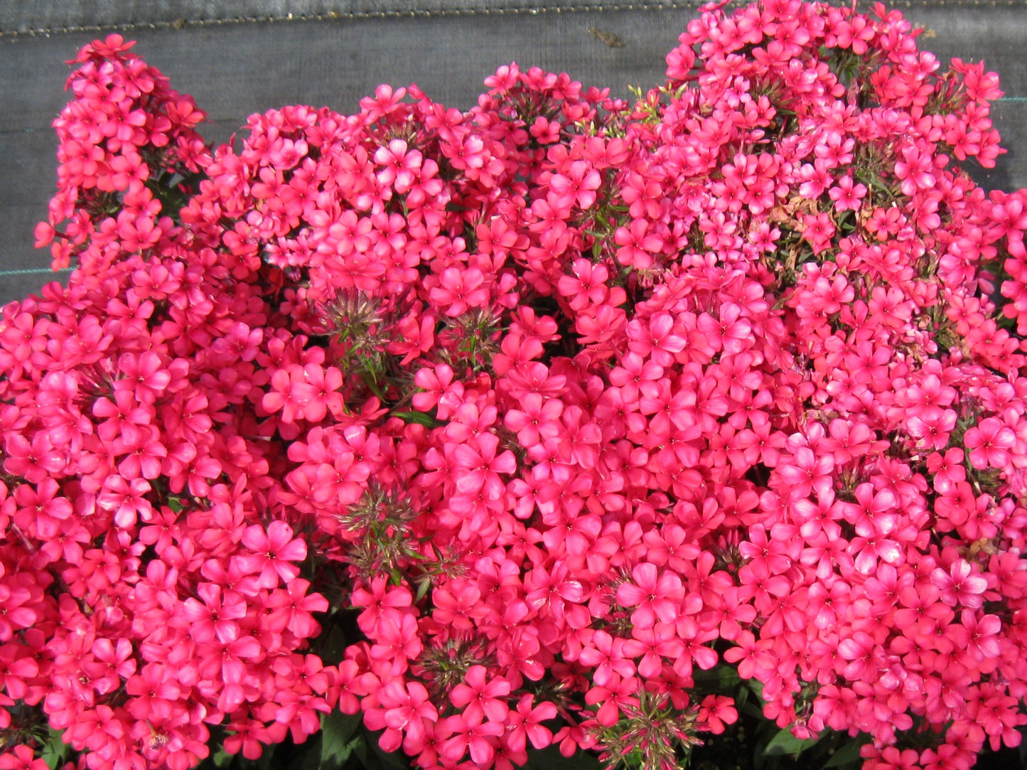 Early Red Phlox