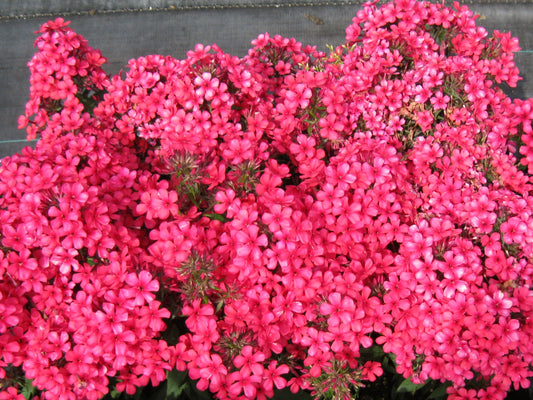 Early Red Phlox