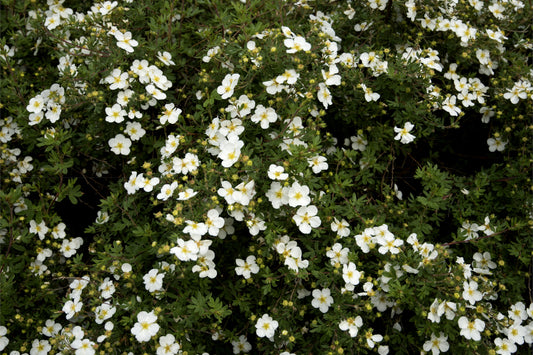 Potentilla Abbotswood