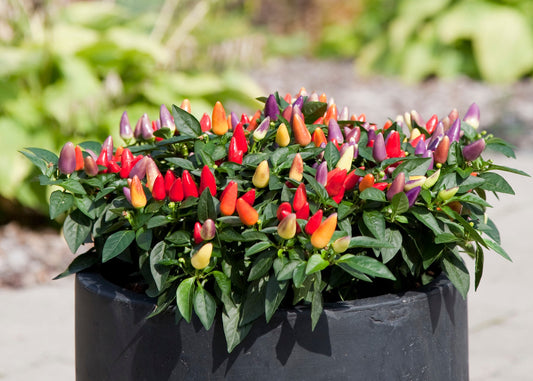 Ornamental Pepper