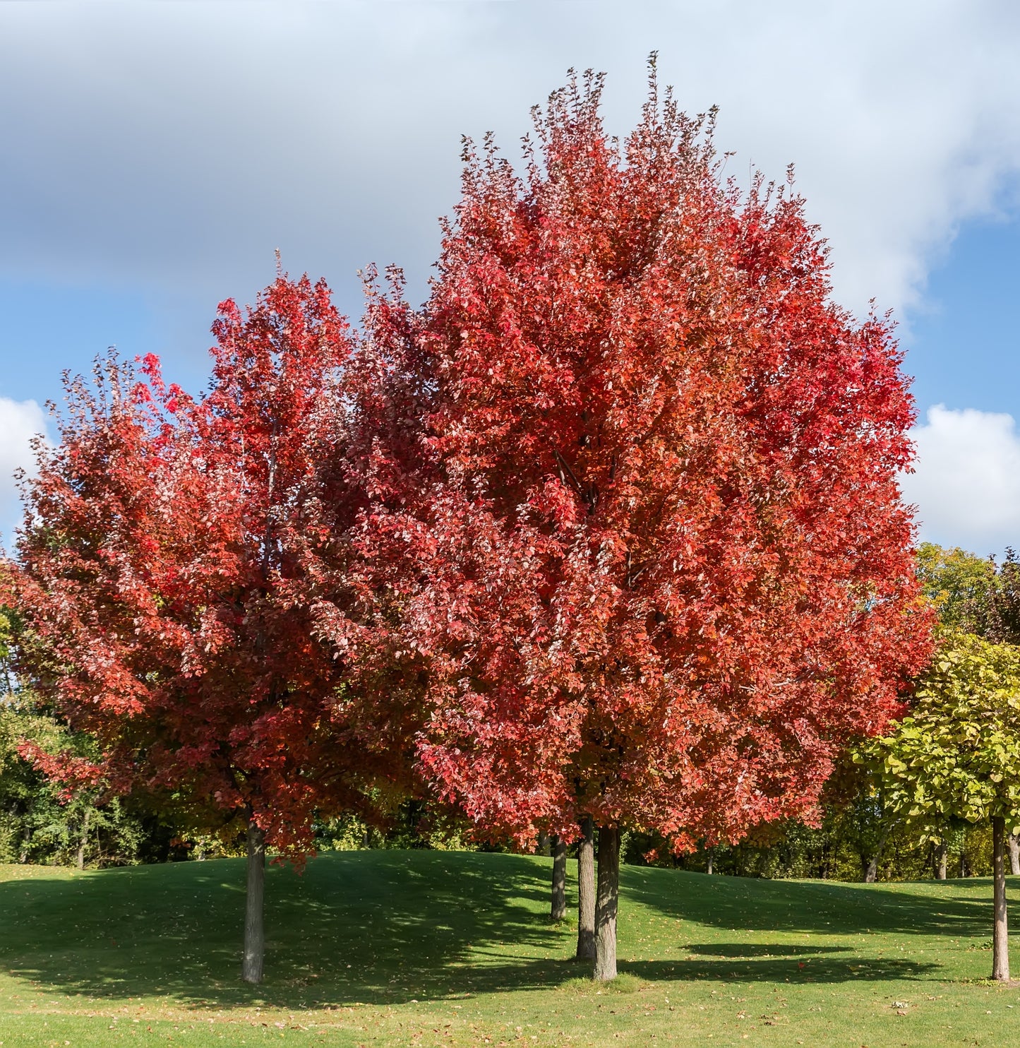 Red Maple