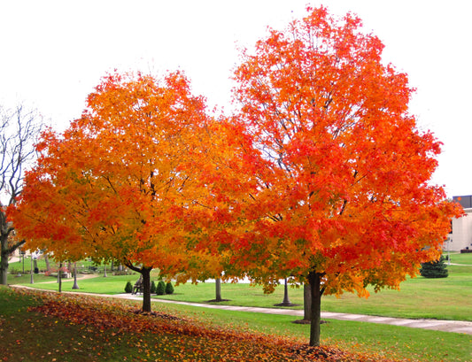 Sugar Maple