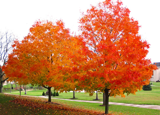 Sugar Maple