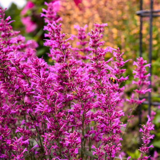 Agastache Royal Raspberry