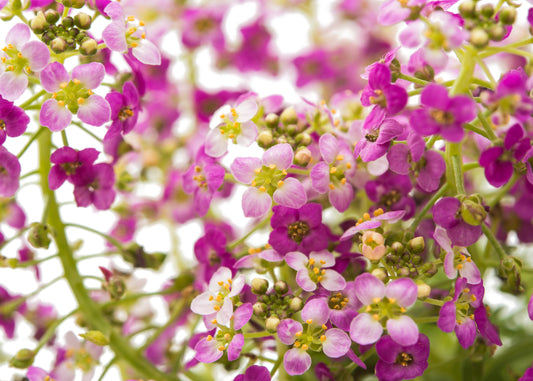 Purple Alyssum