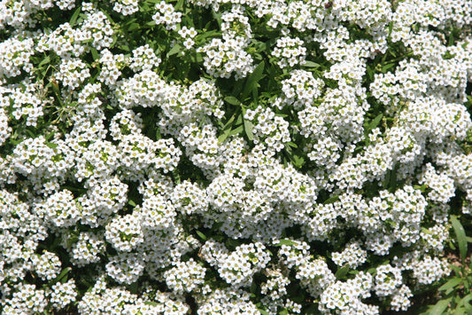 White Alyssum