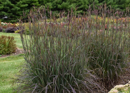 Blackhawks Big Bluestem