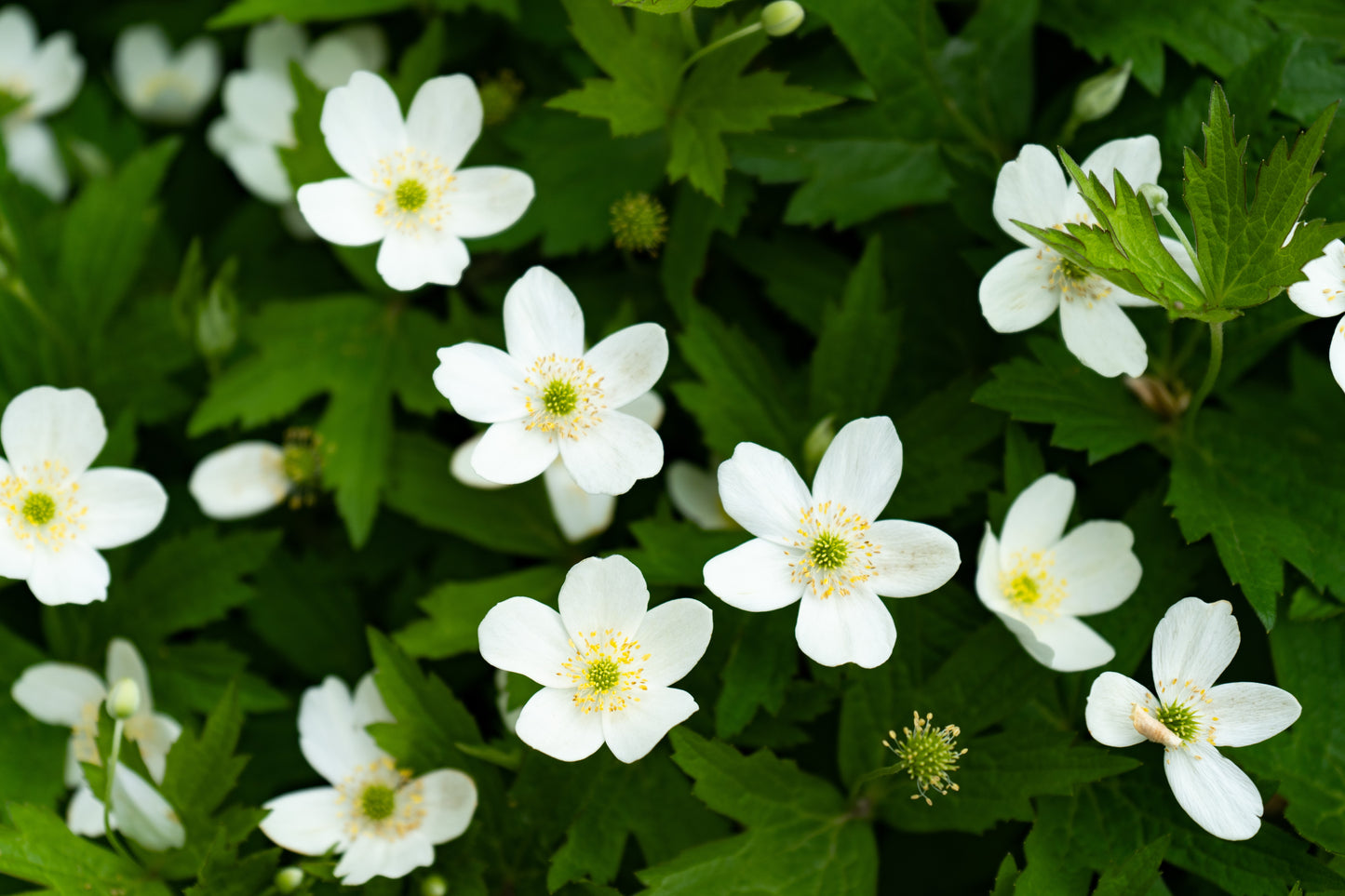 Canada Anemone