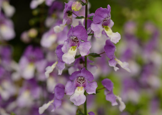 Blue Bi Colour Angelonia