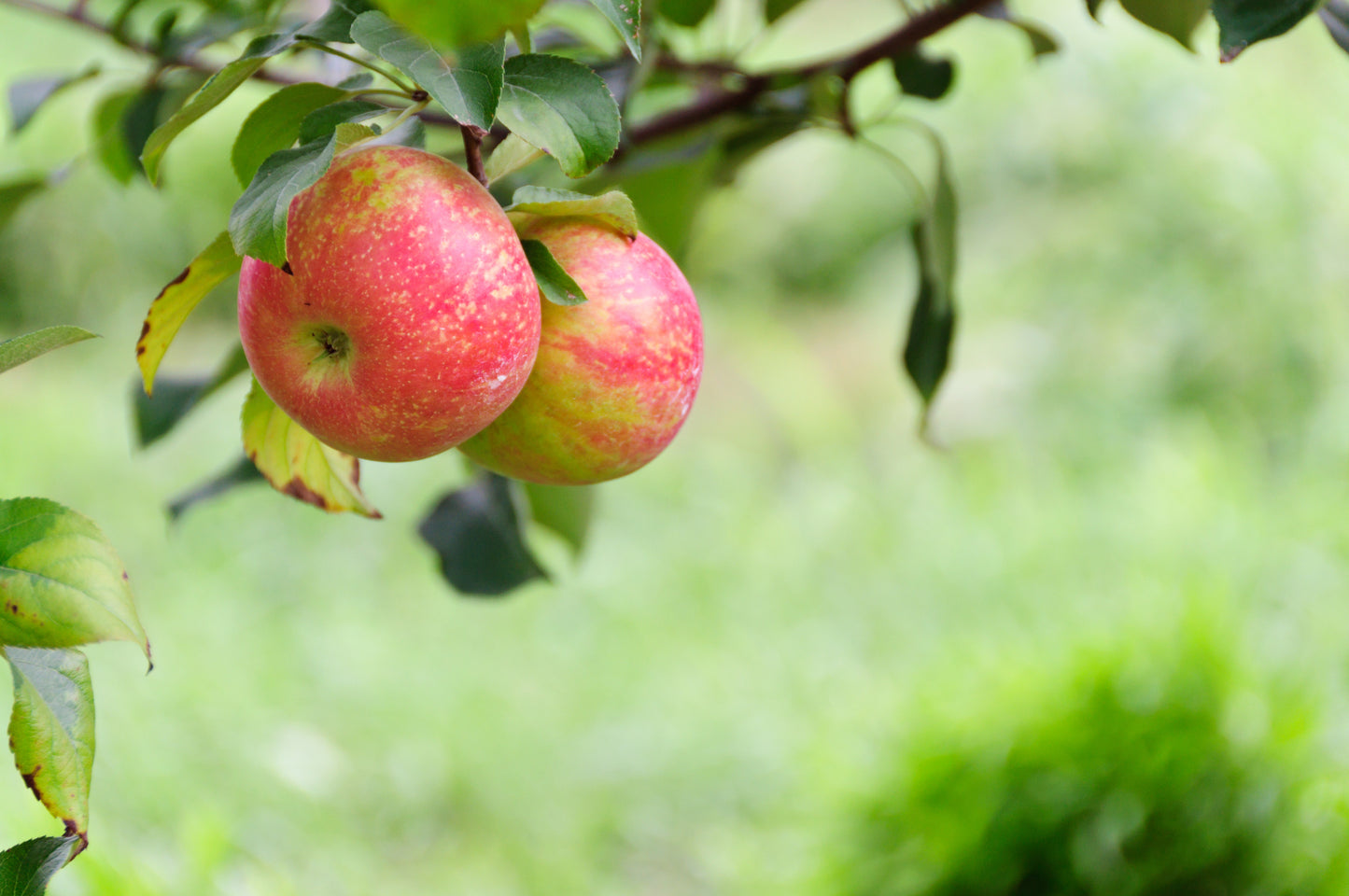 Honeycrisp Apple