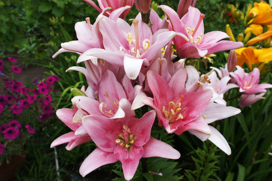 Pink Asiatic Lily
