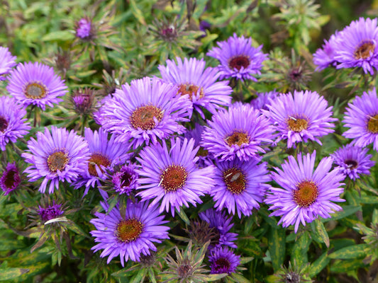 Canadian Beauties - New England Aster