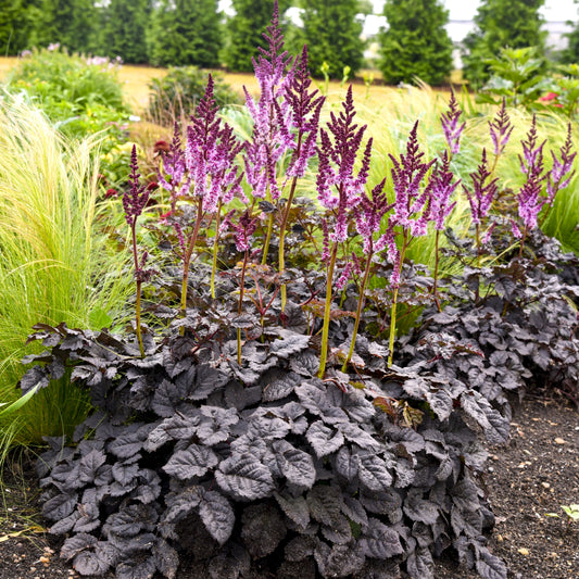 Dark Side of the Moon Astilbe
