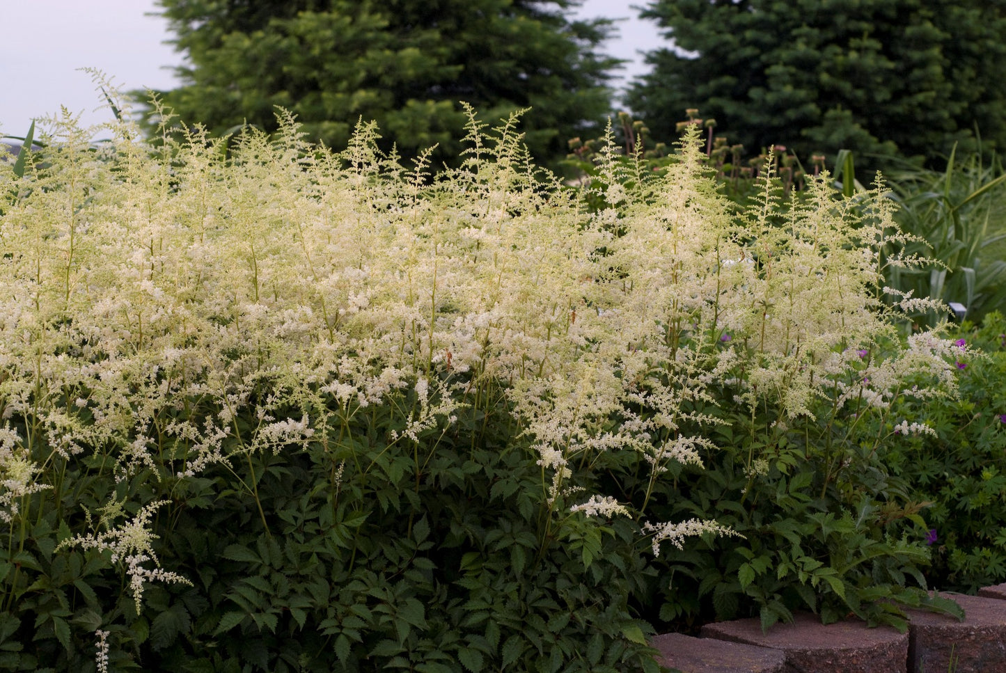Bridal Veil Astilbe