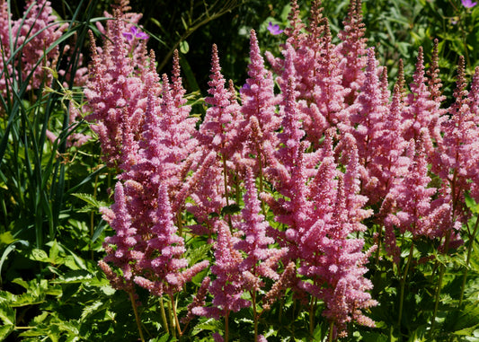 Visions in Pink Astilbe