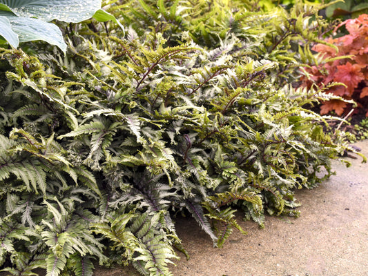 Japanese Painted Fern 'Crested Surf'