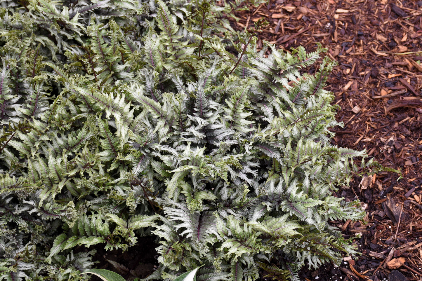 Athyrium 'Crested Surf'