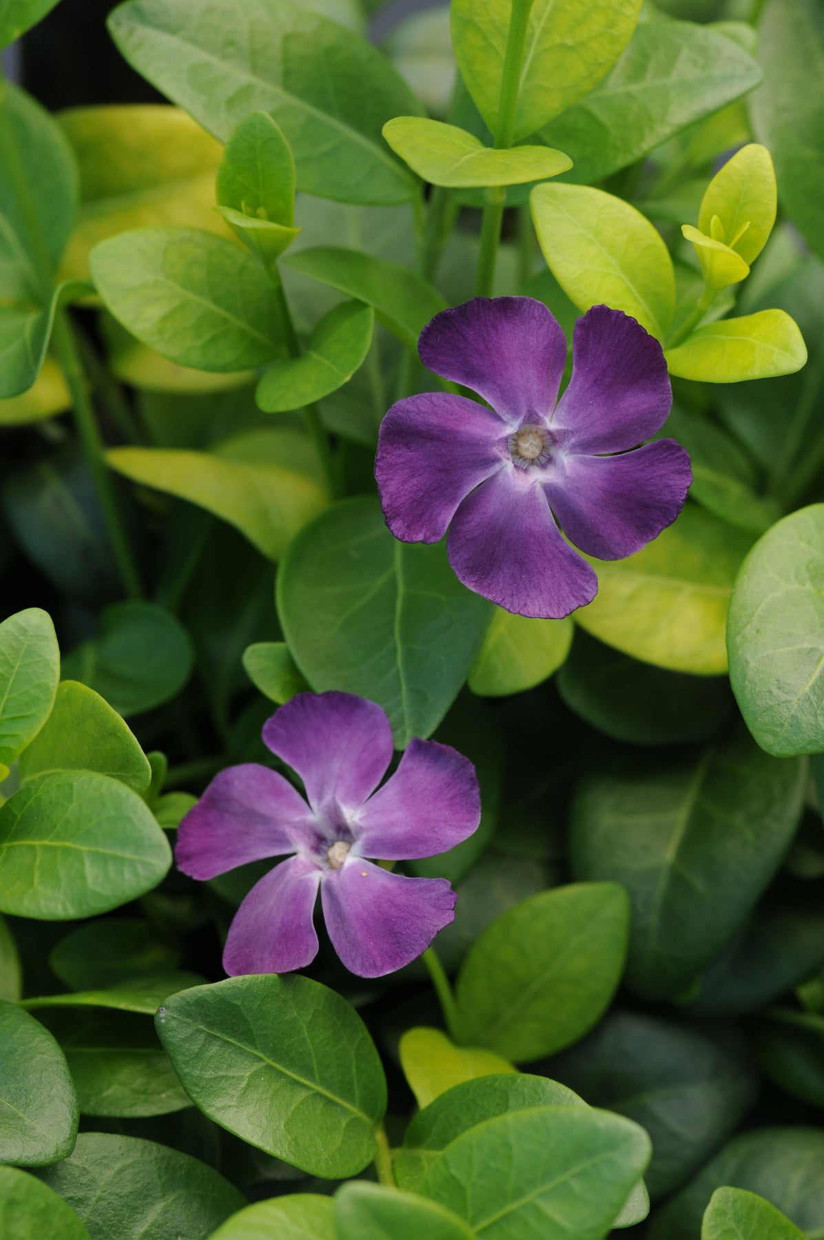 Purple-Flowering Periwinkle