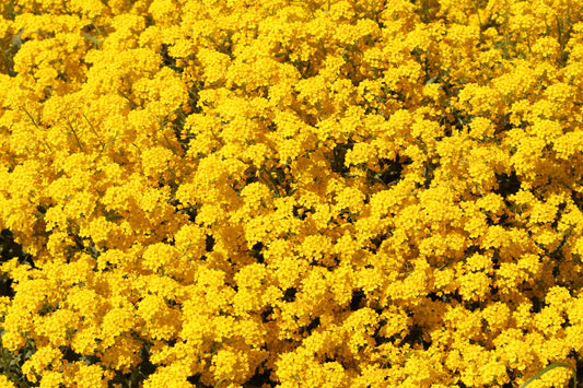 Gold Dust Alyssum