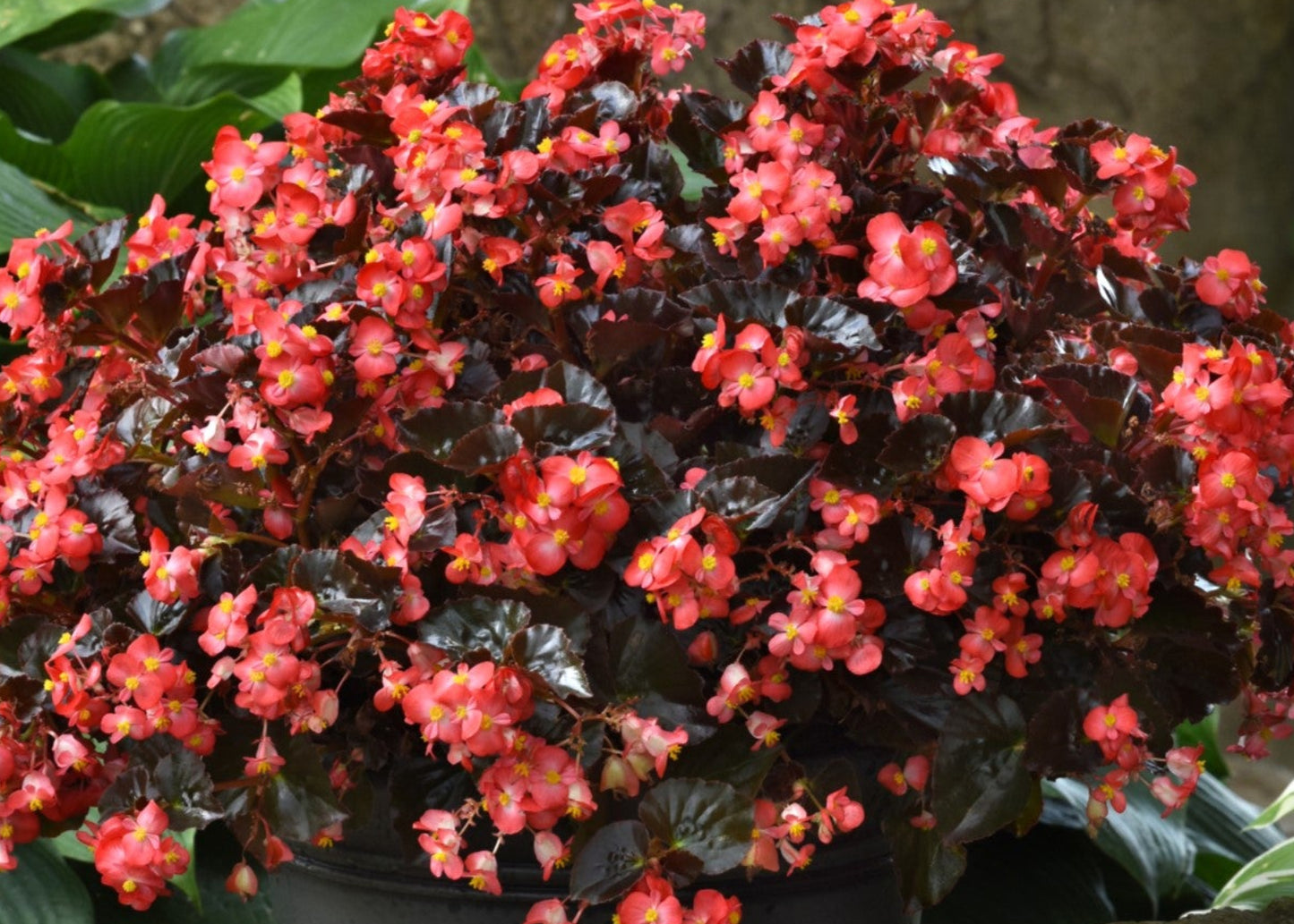 Bronze Leaf Wax Begonia Wall Bag