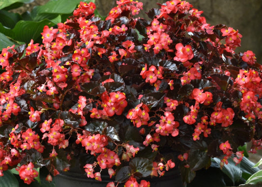 Bronze Leaf Wax Begonia Wall Bag