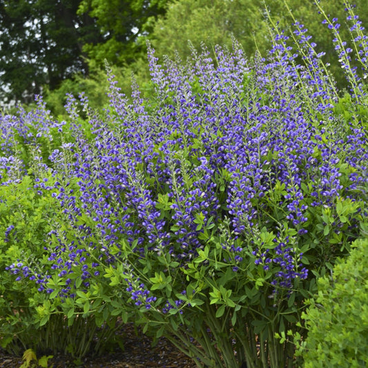 False Indigo Blueberry Sundae