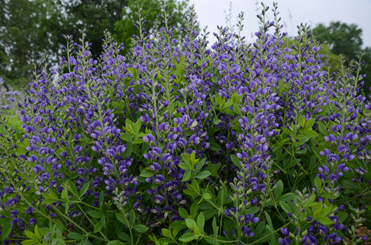 Blueberry Sundae False Indigo