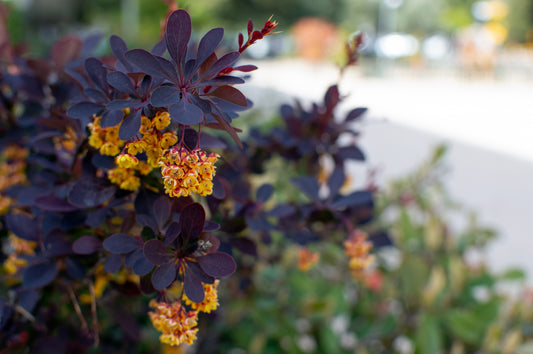 Japanese Barberry Concorde