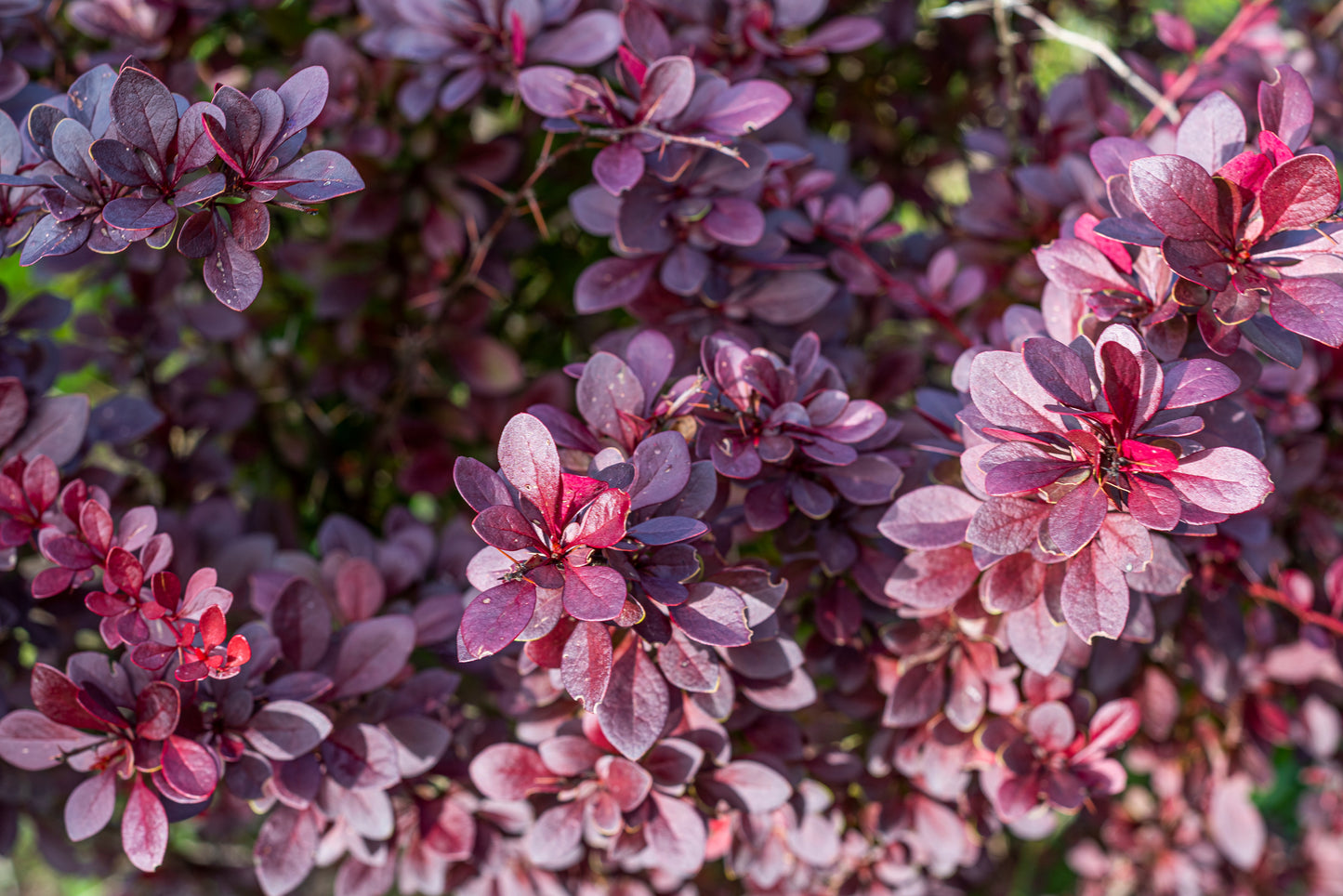 Rose Glow Barberry