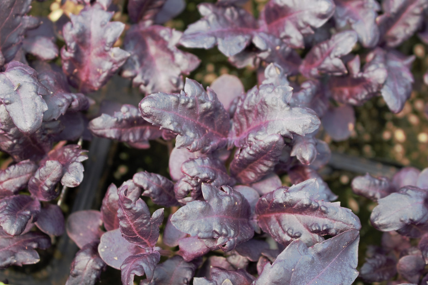 Purple Ruffles Basil