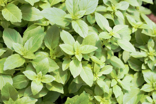 Greek Basil