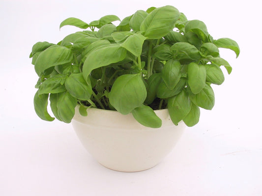 Basil Genovese Planter
