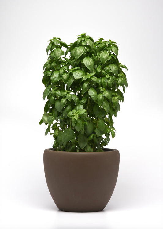 Emerald Tower Basil