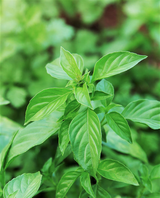 Lemon Basil