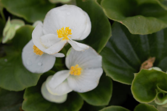 Green Leaf White Begonia
