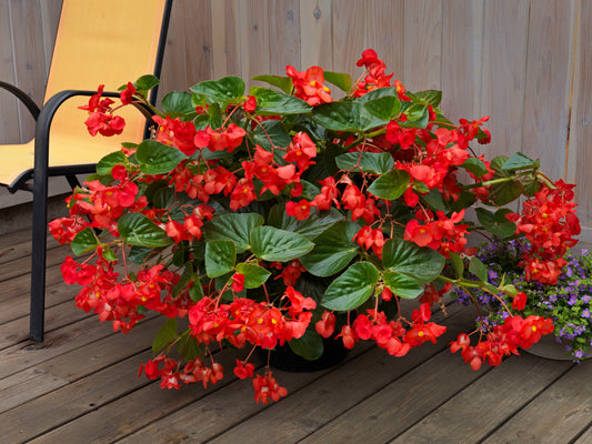 Whopper Red Green Leaf Begonia