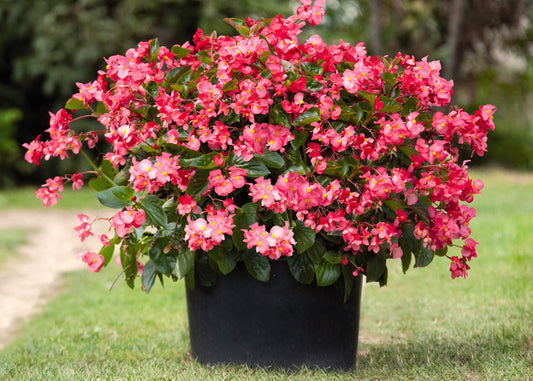 Whopper Rose Green Leaf Begonia