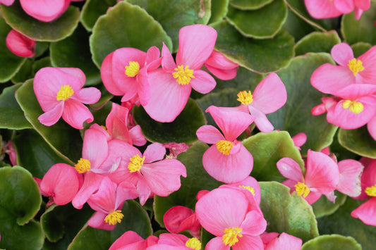 Green Leaf Rose Begonia