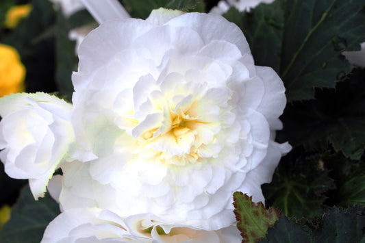 Nonstop White Begonia Tuberous