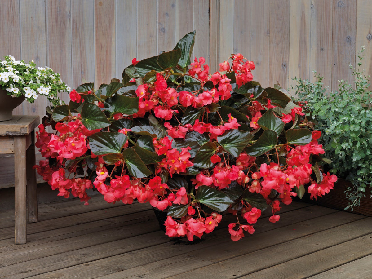 Whopper Rose Bronze Leaf Begonia