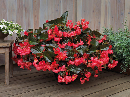 Whopper Rose Bronze Leaf Begonia