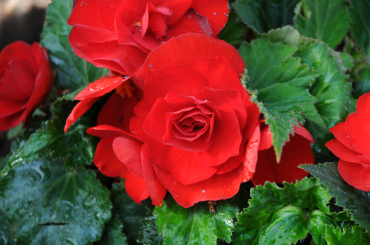 Nonstop Red Deep Begonia Tuberous