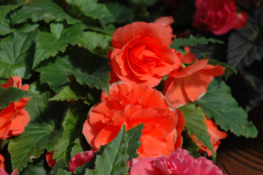 Nonstop Salmon Deep Begonia Tuberous