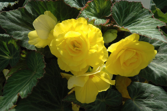 Nonstop Yellow Begonia Tuberous