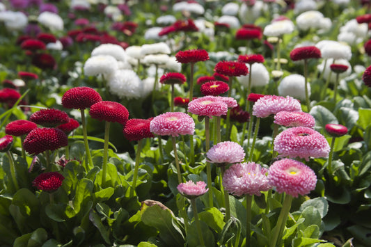 Habanera Mix English Daisy