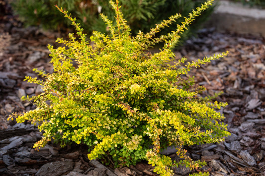 Sunsation Barberry